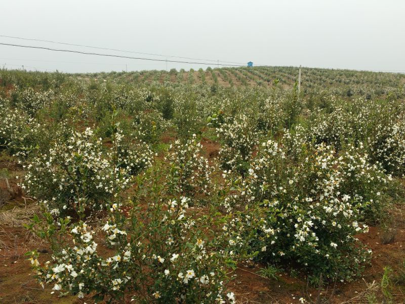 孟冬的油茶花，素裹群山嬌艷